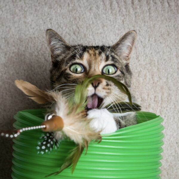 Toys & Enrichment