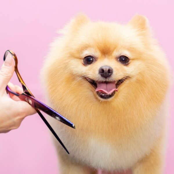 Grooming & Hygiene