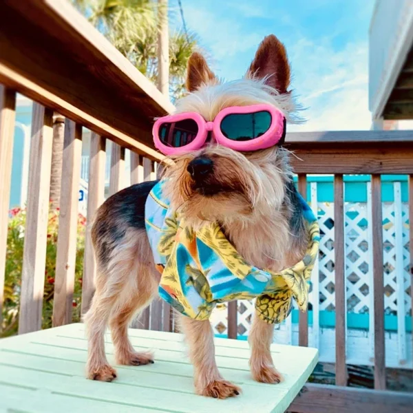 Small Dog  UV Protection Goggles /Sunglasses
